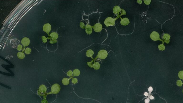 Plántulas de Arabidopsis thaliana